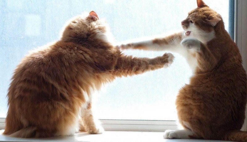 Create meme: cats fight with paws, the cat swears, cat 