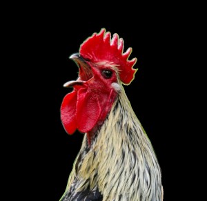 Create meme: roosters, red grey cock, rooster in profile
