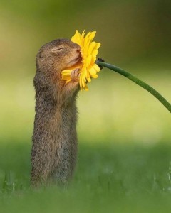 Создать мем: суслик в поле, животное, суслик нюхает цветок