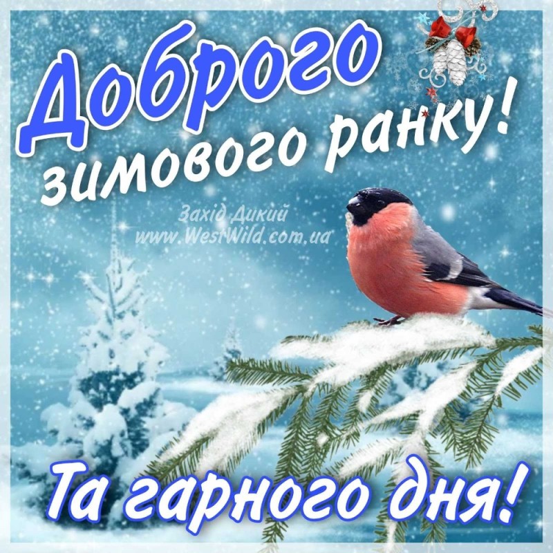 Создать мем: открытка доброго зимнего дня, зимние снегири с пожеланиями доброго утра, доброго зимнего дня