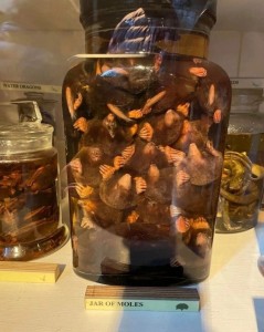 Create meme: pickled mushrooms, forest mushrooms