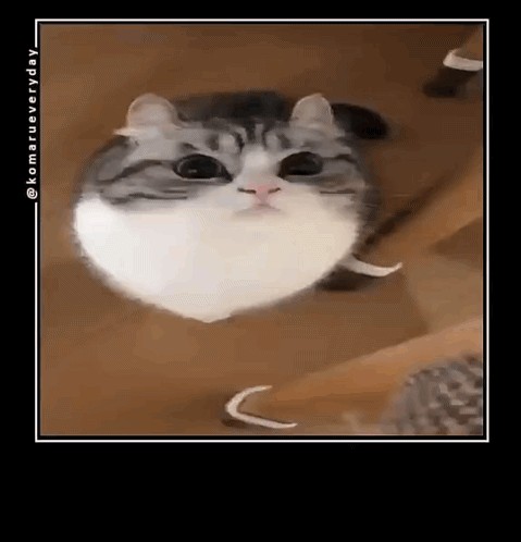 Create meme: cute cats funny, cats meme, cat meme