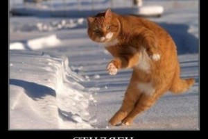 Создать мем: кошка, рыжий кот, рыжий кот на льду