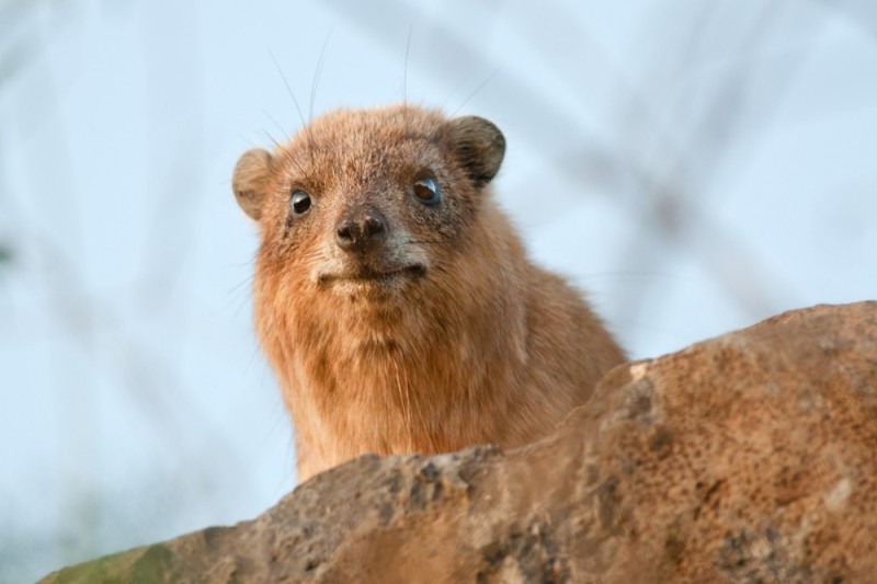 Создать мем: hyrax животное, скалистый даман в израиле, даман животное