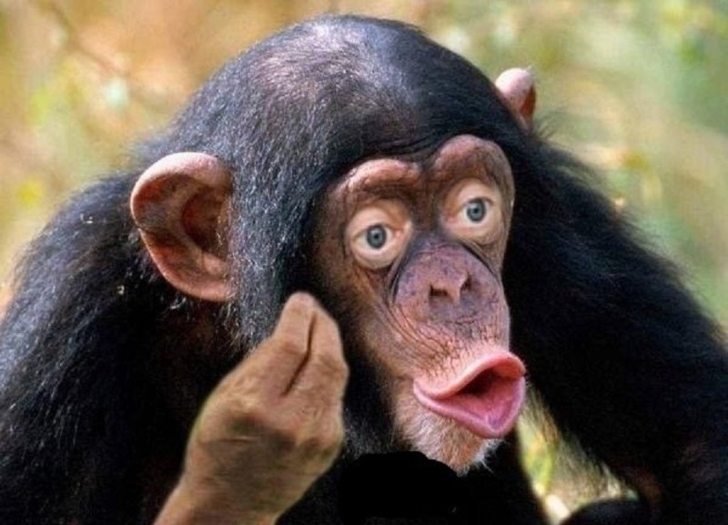 Create meme: chimpanzees , chimpanzee, male chimpanzees