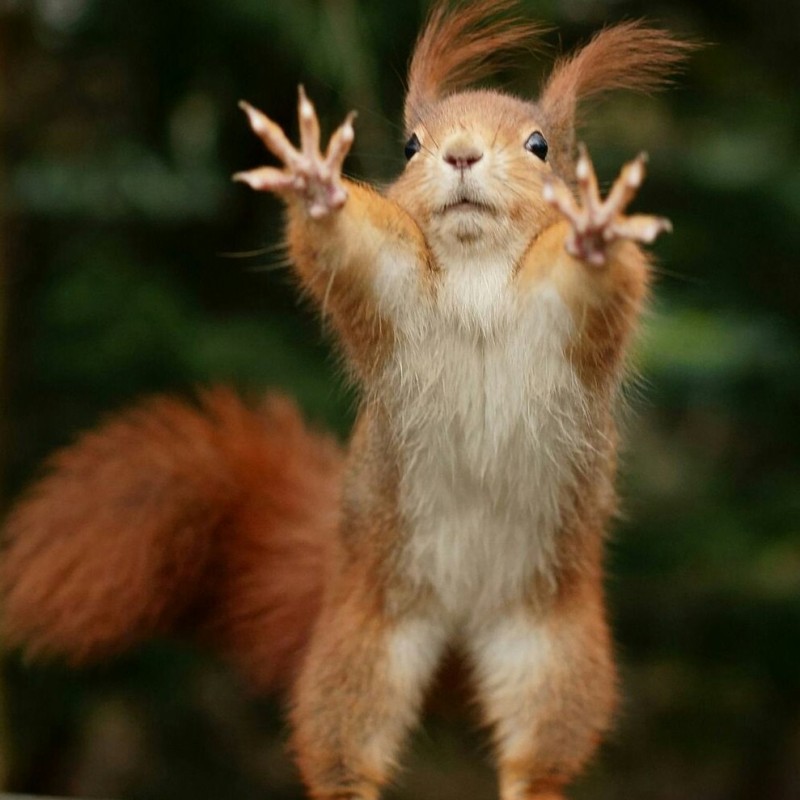 Create meme: funny squirrel , joyful squirrel, protein with raised legs