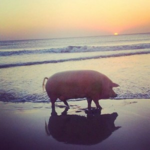 Создать мем: я этим летом, piggy, on the beach