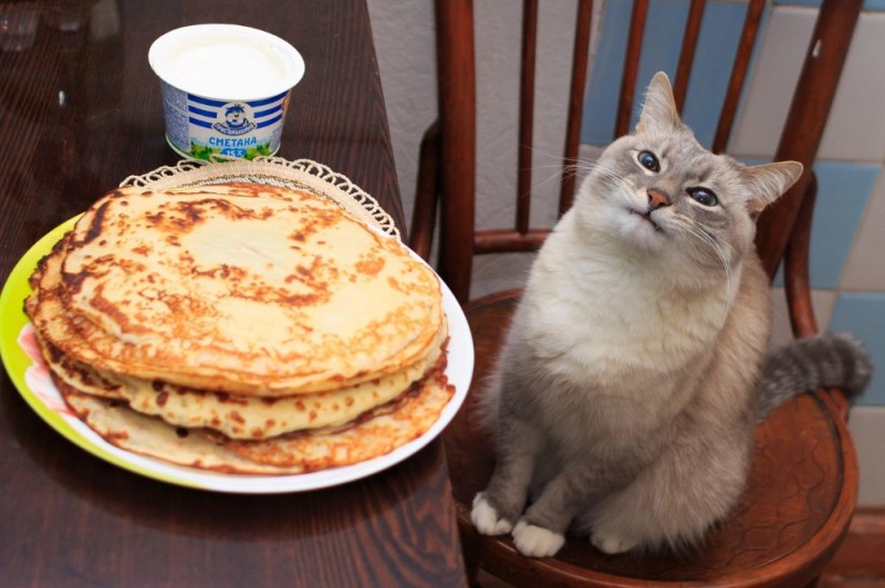 Create meme: the cat with the pancakes , cat with pancakes and sour cream, cat with pancakes original