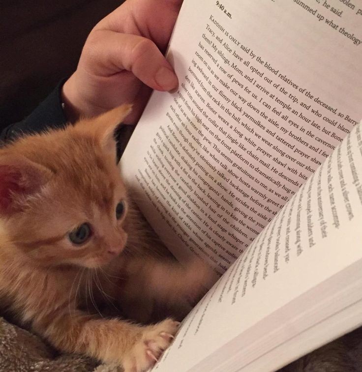 Create meme: We read books, cat , the reading cat