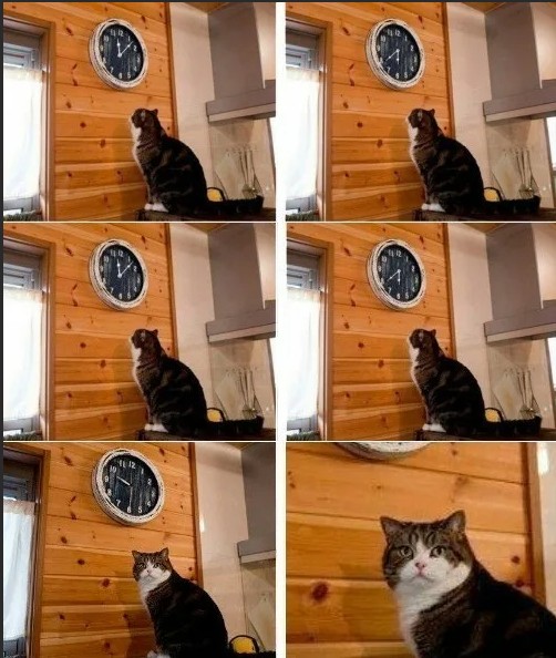 Создать мем: кот смотрит на часы мем, кот и часы мем, кот пора