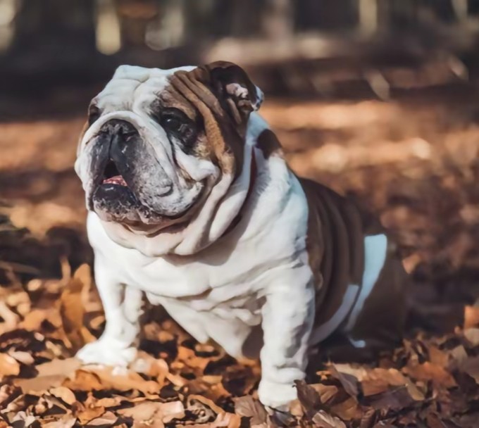 Create meme: The Old English bulldog is a breed, breed bulldog, English bulldog dog