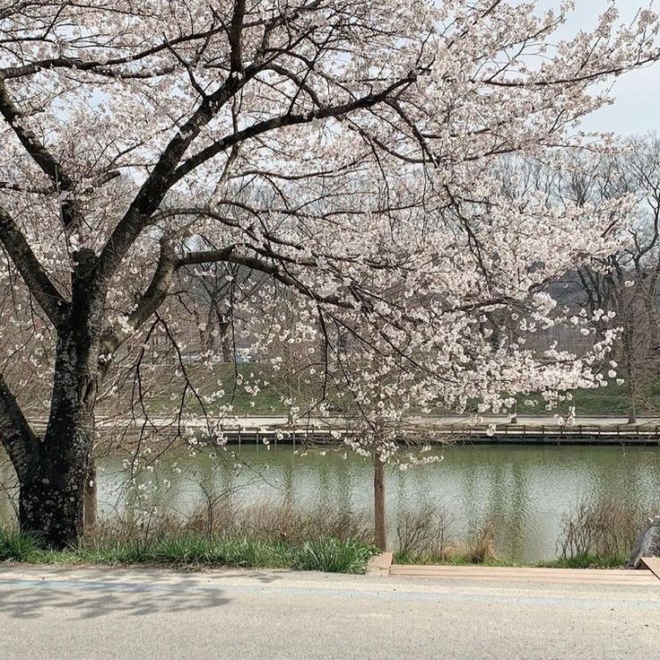 Create meme: Incheon Grand Park, cherry blossom, cherry blossoms 