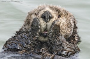 Create meme: sea otter beaver, sea otters sleep, sea otter