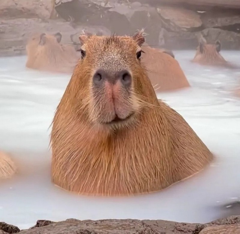 Create meme: bald capybara, a pet capybara, rodent capybara