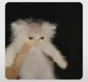 Create meme: animals cute, cat, Persian cat