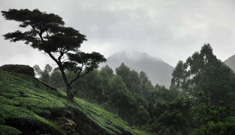 Создать мем: горы, tea plantation, кристоф жакро фотограф