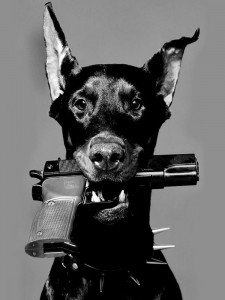 Создать мем: доберман злой убийца, пес с пистолетом в руках, обои на рабочий стол доберман