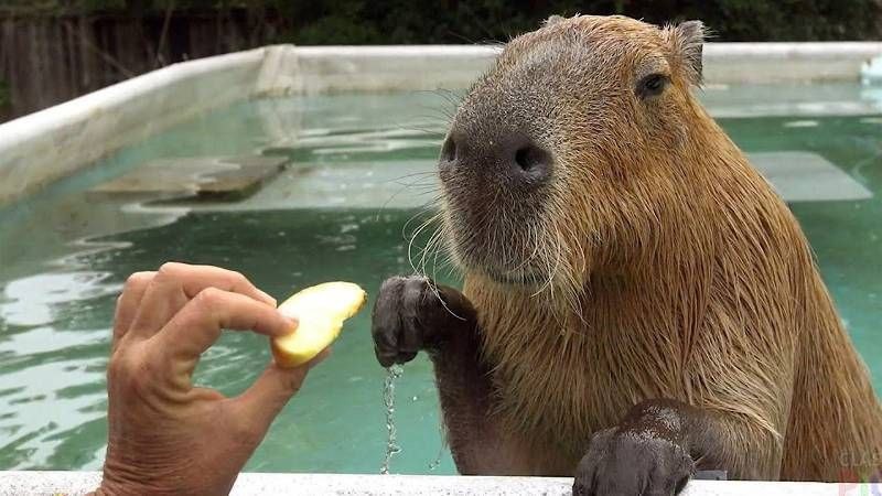 Create meme: the capybara , capybara animal, capybara capybara