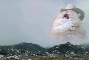 Create meme: cat meme, the cat shouts in the mountains of meme, screaming cat