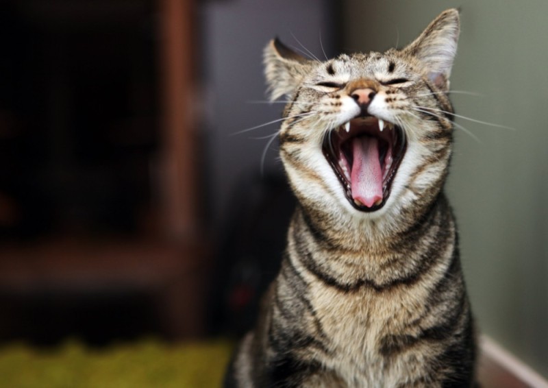 Create meme: cat , screaming cat , the screaming cat