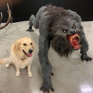 Create meme: good and bad dog meme, the dog is a werewolf, the dog and the werewolf meme
