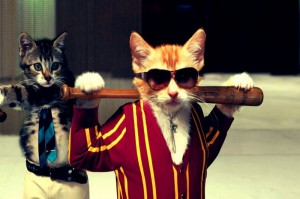 Create meme: cats in costumes, cool cats, the cat bandit