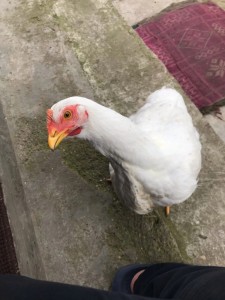 Create meme: white chicken, chicken