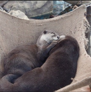 Create meme: sleeping otter, otter