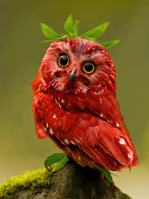 Create meme: red owl, Madagascar red owl, Madagascar red owl (barn owl)