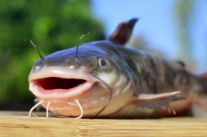 Создать мем: канальный сомик ictalurus punctatus, сом улыбается, рыба канальный сомик