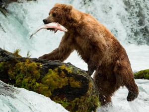 Create meme: grizzly bear