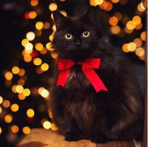 Create meme: Christmas cat