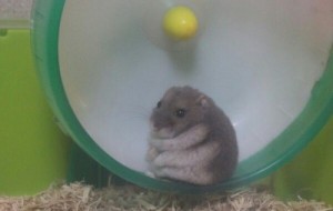 Create meme: Hamster depressed