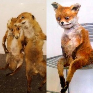 Создать мем: чучело лисы смешное, таксидермия, taxidermy