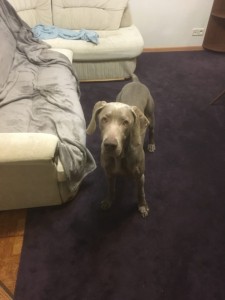 Create meme: Weimaraner dog, the Weimaraner