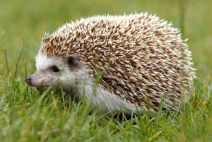 Create meme: hedgehog hedgehogs