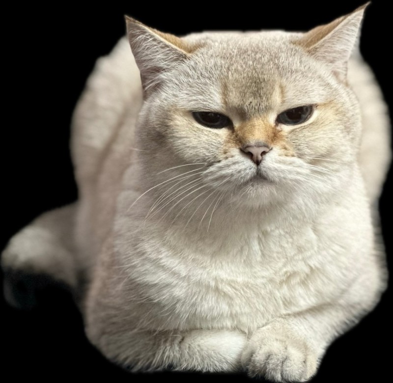 Создать мем: кремовый кот, кот, золотая британская шиншилла