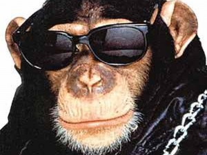 Создать мем: курящая обезьяна, веселая обезьяна, роберт макака