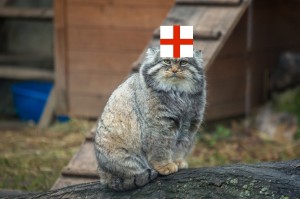 Create meme: cats, cat manul, cat