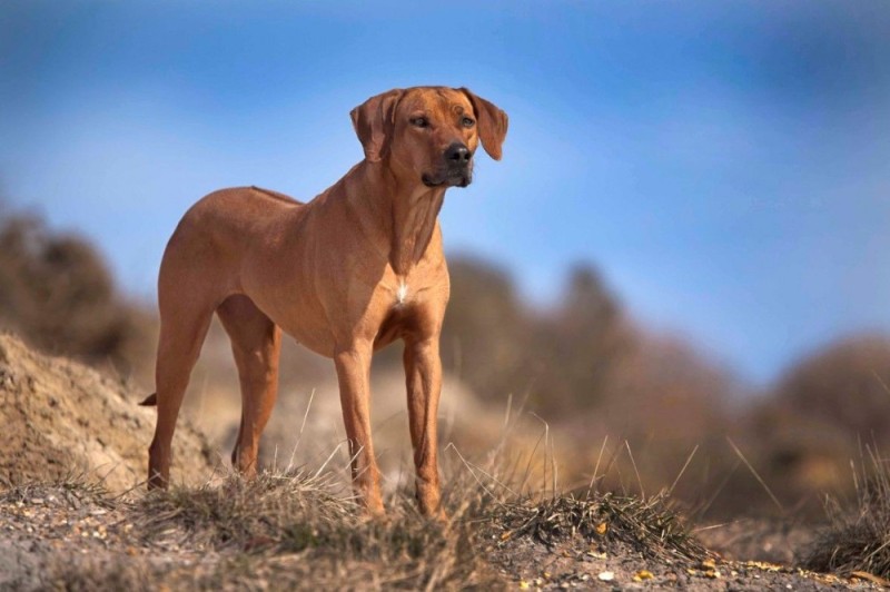 Create meme: Rhodesian Ridgeback , ridgeback breed, Rhodesian Ridgeback dog