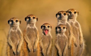 Create meme: meerkats, meerkat