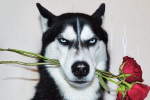 Create meme: dog becoming, mistress husky Voronezh, dog meme