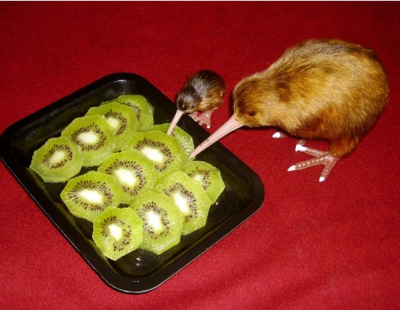 Create meme: kiwi cannibalism, kiwi eat kiwi fruit, kiwi bird eats kiwi