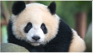 Create meme: Panda Panda, Panda, the giant Panda