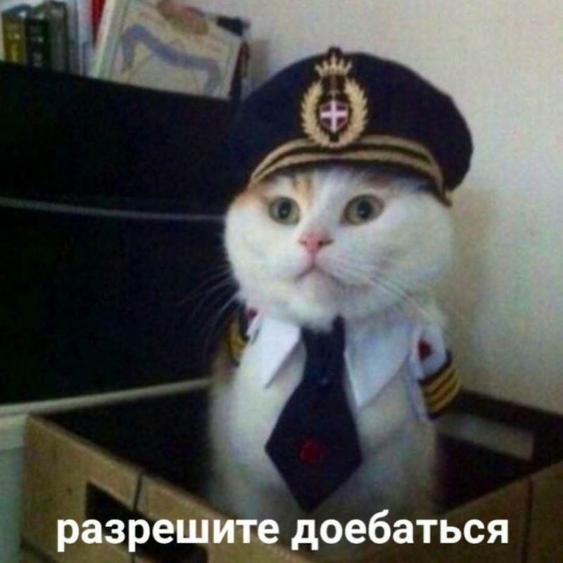 Create meme: cute cats funny, cat , Yes Captain cat meme