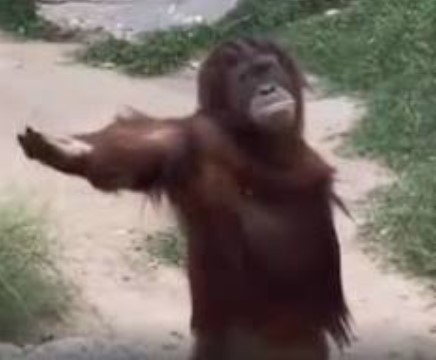 Create meme: orangutan, funny monkey , orangutan meme