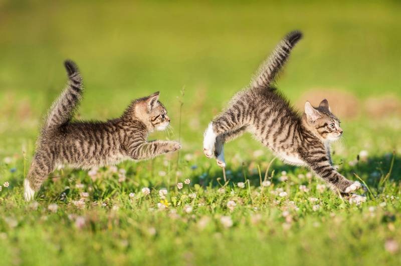 Create meme: kitten in the field, cat , kitties 