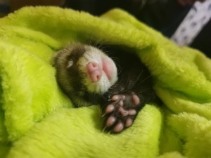 Create meme: funny ferrets