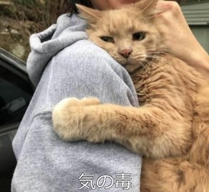 Create meme: hugs, cat, people