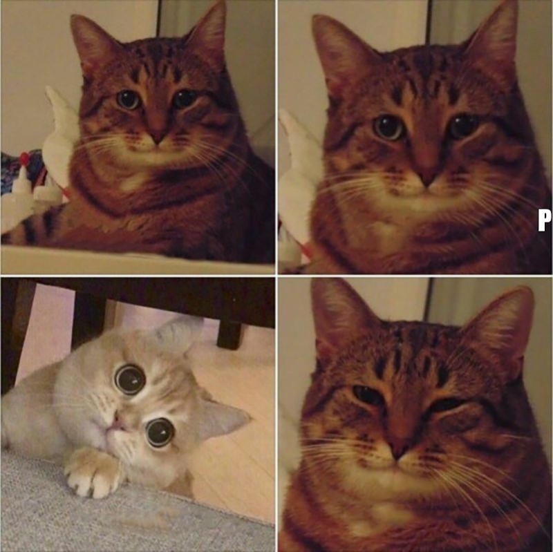 Create meme: smiling cat meme, meme cat , memes with cats 